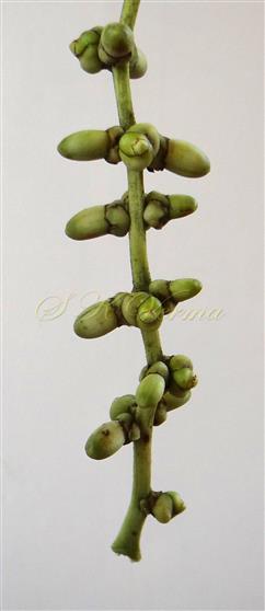  Inflorescence branch bearing flowers in groups of 3